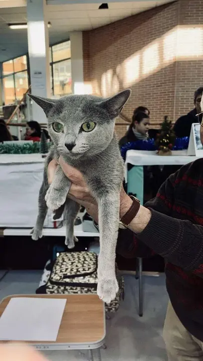 Exposici&oacute;n Internacional Felina. Ayuntamiento de San Andr&eacute;s del Rabanedo.