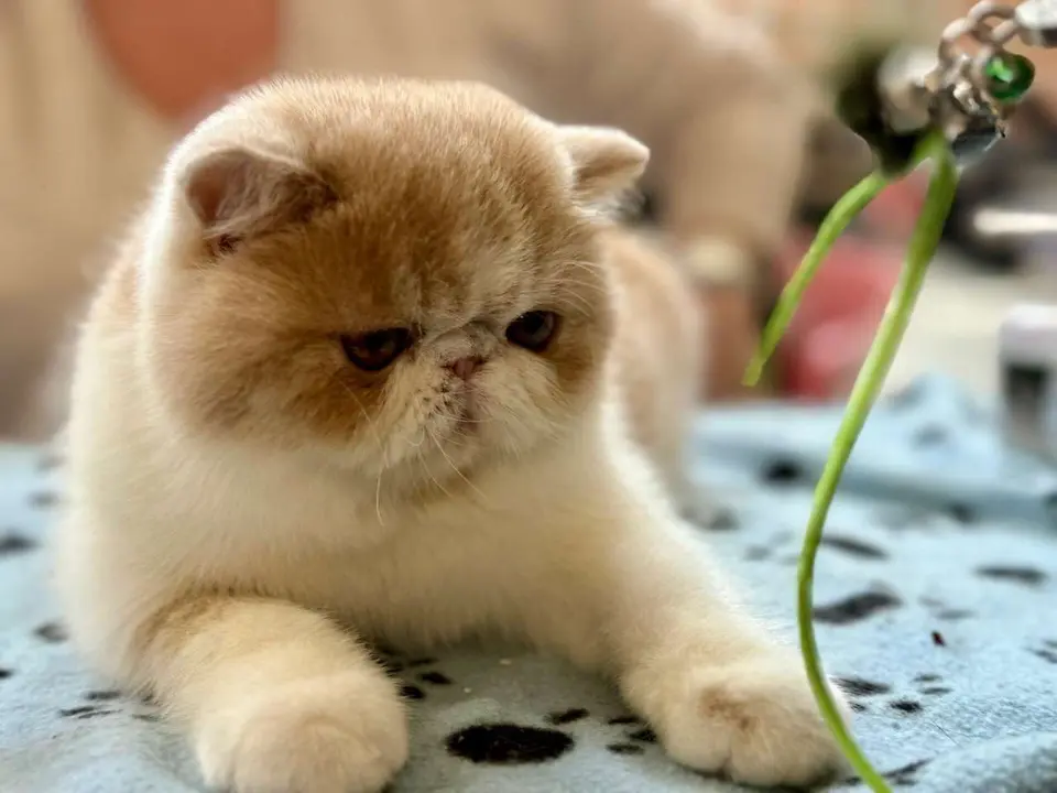 Exposici&oacute;n Felina Internacional. Ayuntamiento de San Andr&eacute;s del Rabanedo.