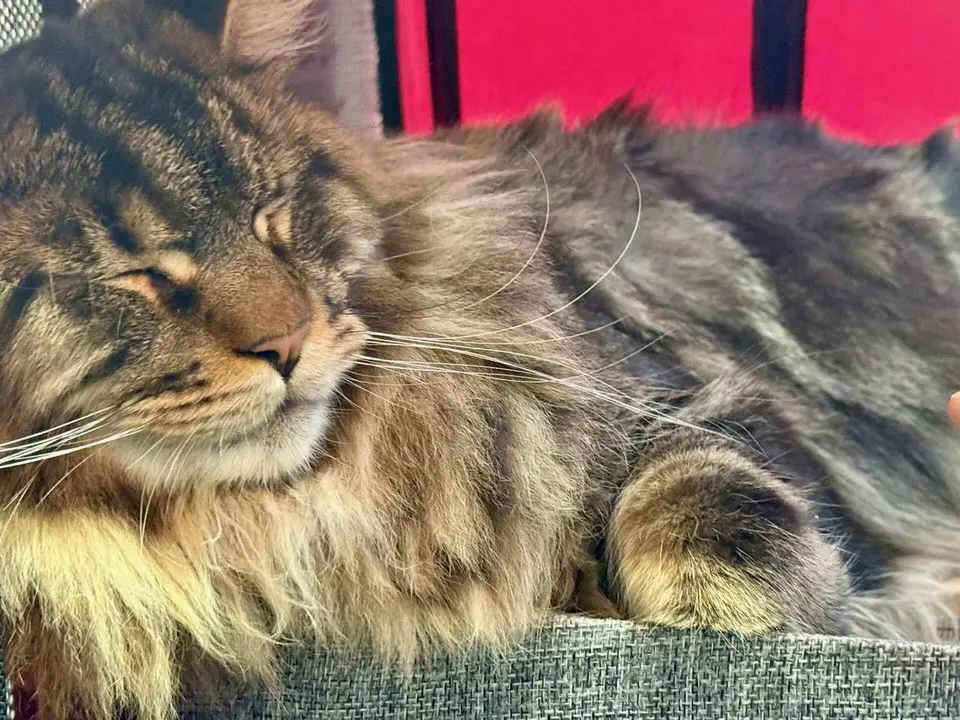 Exposici&oacute;n Felina Internacional. Ayuntamiento de San Andr&eacute;s del Rabanedo.