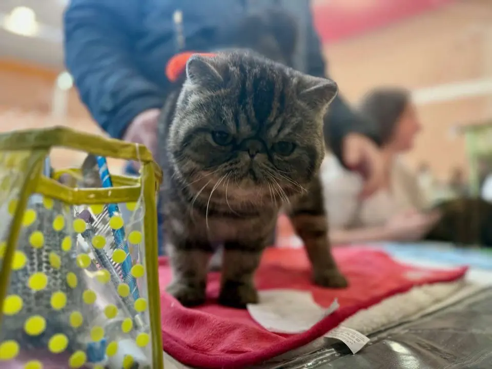 Exposici&oacute;n Felina Internacional. Ayuntamiento de San Andr&eacute;s del Rabanedo.