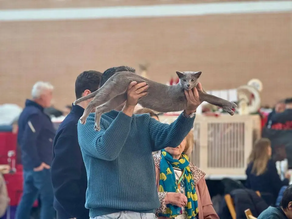 Exposici&oacute;n Felina Internacional. Ayuntamiento de San Andr&eacute;s del Rabanedo.