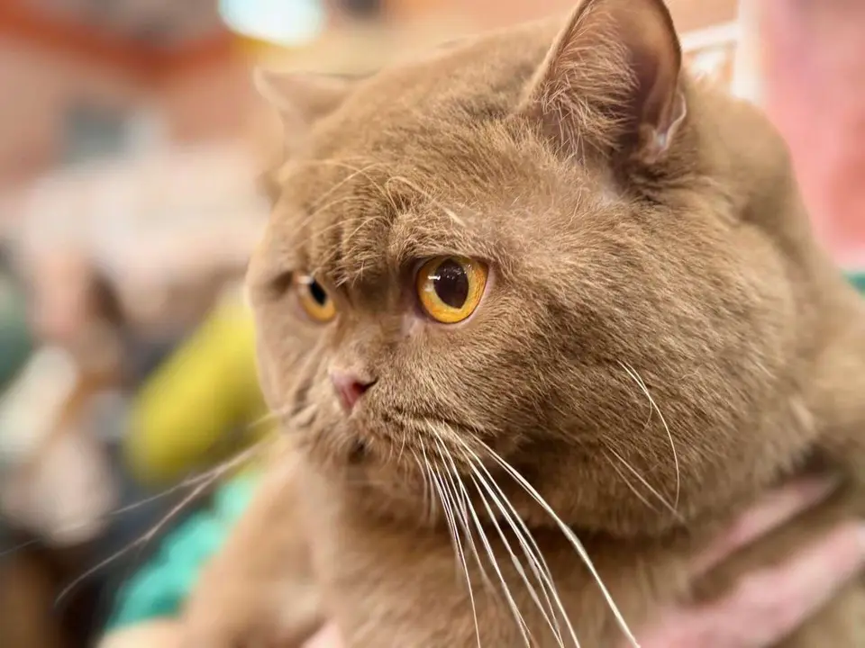 Exposici&oacute;n Felina Internacional. Ayuntamiento de San Andr&eacute;s del Rabanedo.