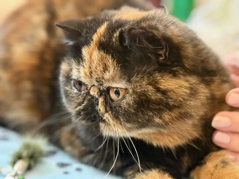 Exposici&oacute;n Felina Internacional. Ayuntamiento de San Andr&eacute;s del Rabanedo.
