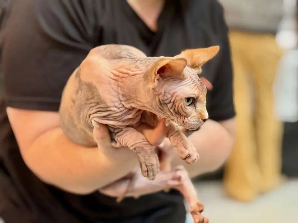 Exposici&oacute;n Felina Internacional. Ayuntamiento de San Andr&eacute;s del Rabanedo.