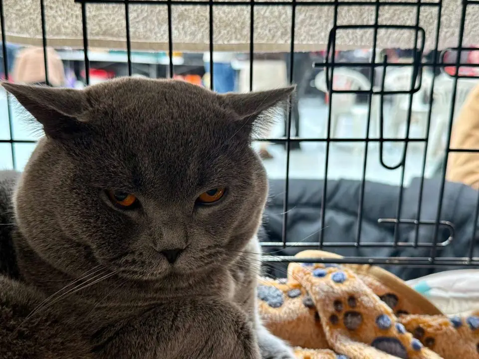 Exposici&oacute;n Felina Internacional. Ayuntamiento de San Andr&eacute;s del Rabanedo.