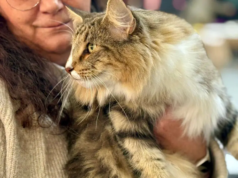 Exposici&oacute;n Felina Internacional. Ayuntamiento de San Andr&eacute;s del Rabanedo.