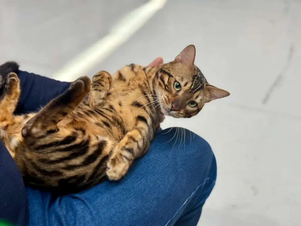 Exposici&oacute;n Felina Internacional. Ayuntamiento de San Andr&eacute;s del Rabanedo.