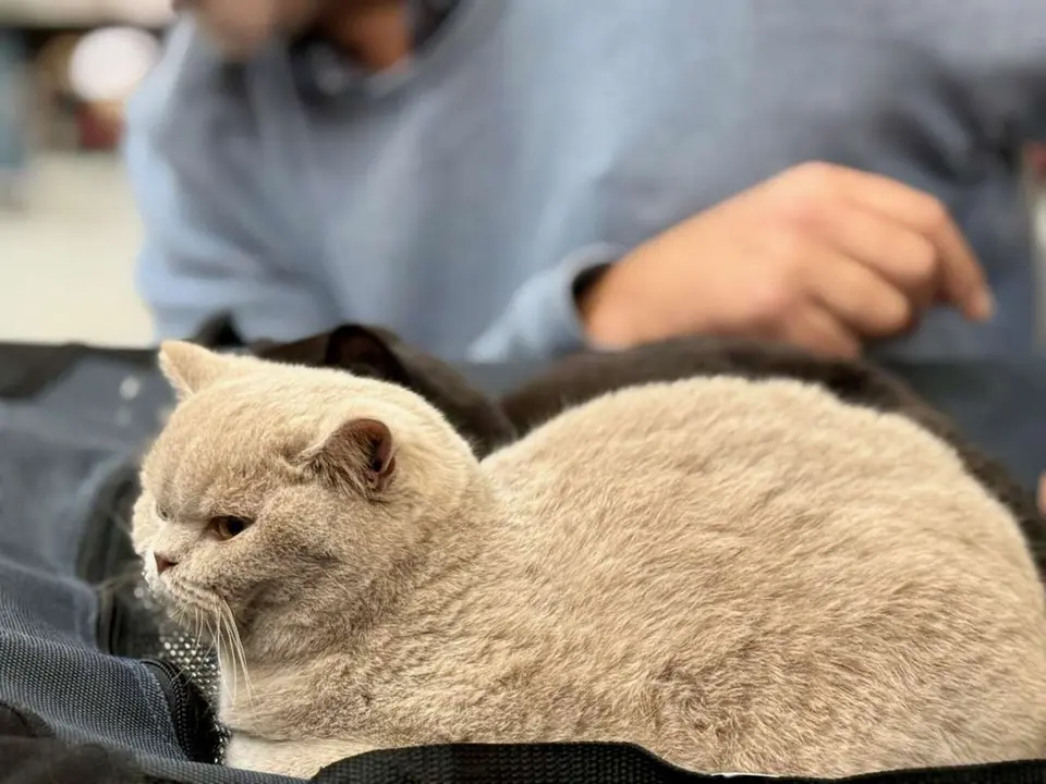 Exposici&oacute;n Felina Internacional. Ayuntamiento de San Andr&eacute;s del Rabanedo.