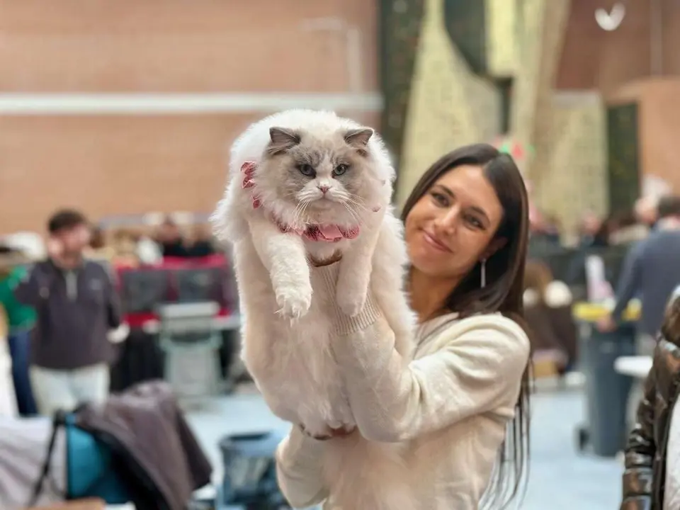 Exposici&oacute;n Felina Internacional. Ayuntamiento de San Andr&eacute;s del Rabanedo.