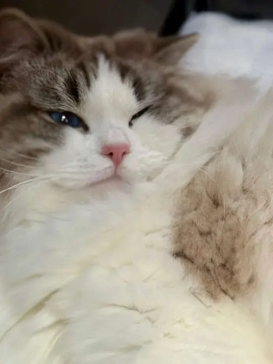 Exposici&oacute;n Felina Internacional. Ayuntamiento de San Andr&eacute;s del Rabanedo.