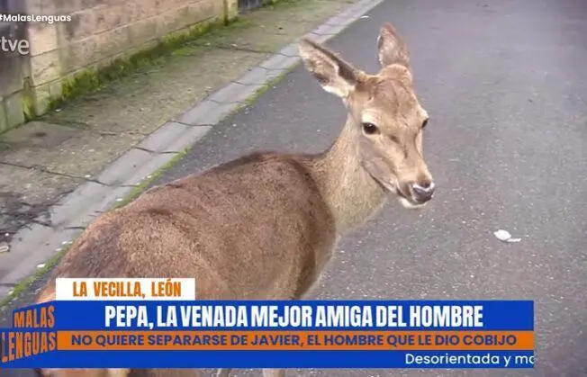 'Pepa' se ha hecho muy popular en los medios de comunicaci&oacute;n nacionales. | TVE