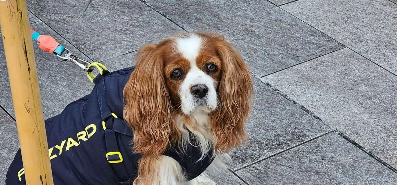Bendici&oacute;n de mascotas por San Ant&oacute;n en el entorno de San Marcelo, este domingo en el centro de Le&oacute;n. Foto: Le&oacute;n 24 Horas