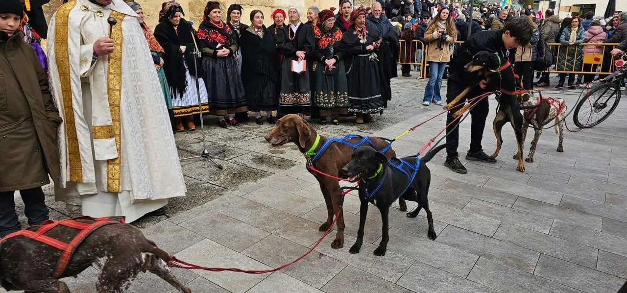 Bendici&oacute;n de mascotas por San Ant&oacute;n en el entorno de San Marcelo, este domingo en el centro de Le&oacute;n. Foto: Le&oacute;n 24 HorasBendici&oacute;n de mascotas por San Ant&oacute;n en el entorno de San Marcelo, este domingo en el centro de Le&oacute;n. Foto: Le&oacute;n 24 Horas