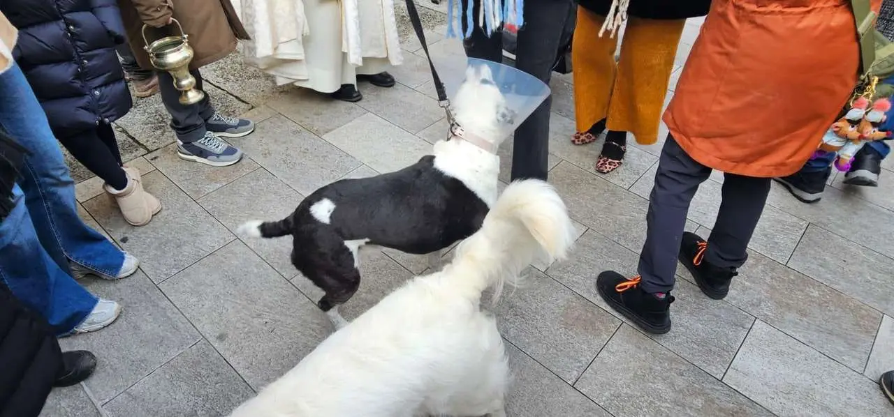 Bendici&oacute;n de mascotas por San Ant&oacute;n en el entorno de San Marcelo, este domingo en el centro de Le&oacute;n. Foto: Le&oacute;n 24 Horas