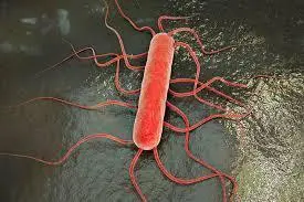 Listeria Monocytogenes.