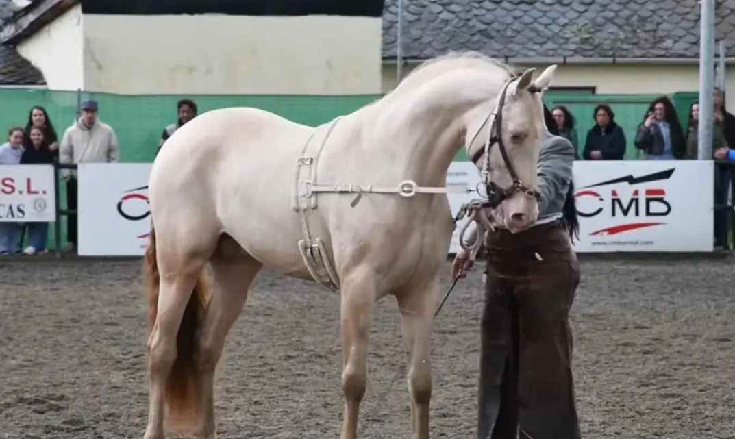 Feria del Caballo de Camponaraya 2025