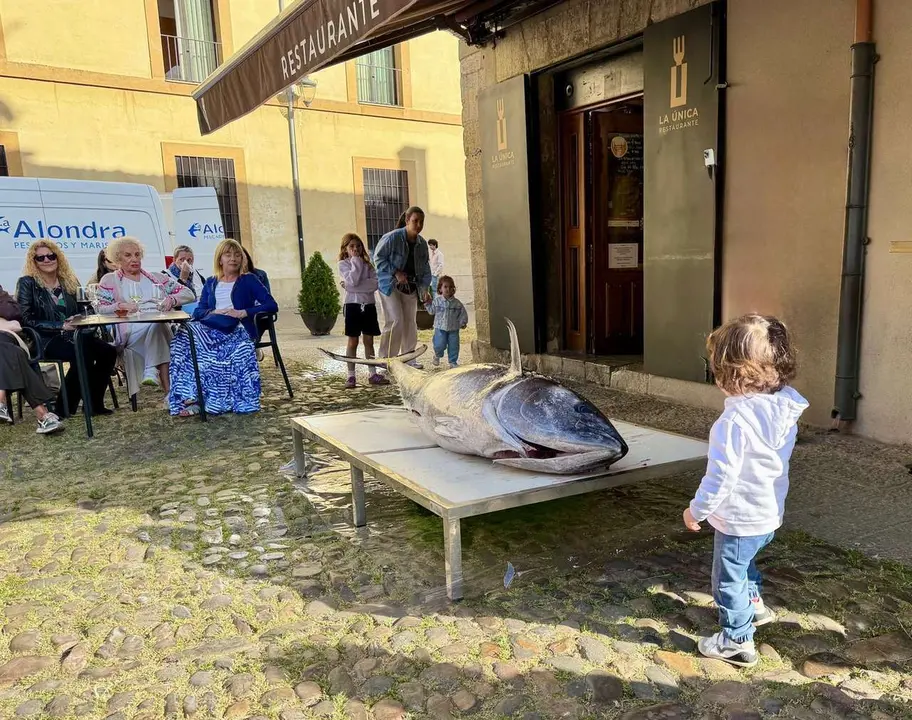 La &Uacute;nica celebr&oacute; su segundo ronqueo con un ejemplar de at&uacute;n rojo que pesaba 162 kilos, ya sin tripas ni sangre. | FOTOS: SM