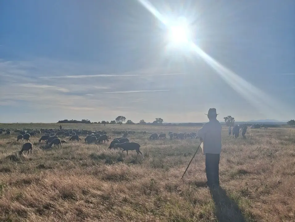 Trashumancia a su paso por Villaverde la Chiquita. Fotos Minipinche_fotograf&iacute;as