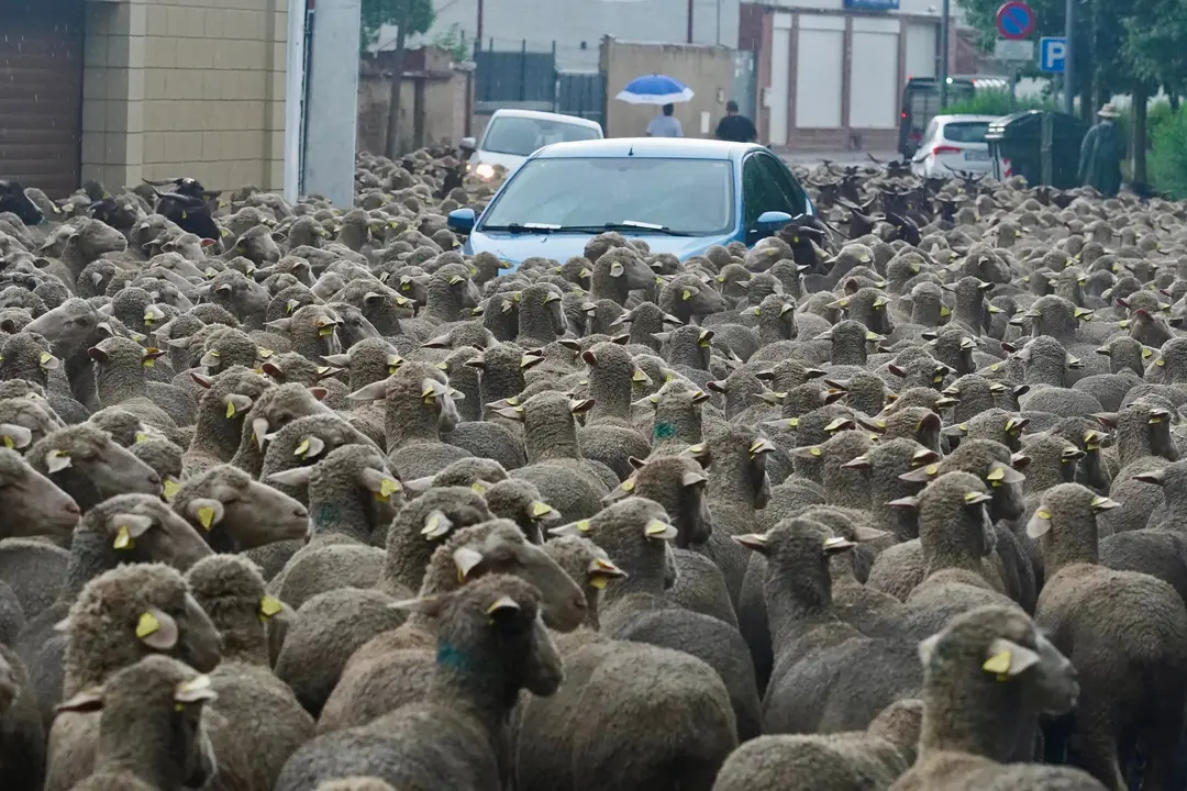 Un reba&ntilde;o de unas 1.700 ovejas atraviesa Le&oacute;n en su recorrido trashumante