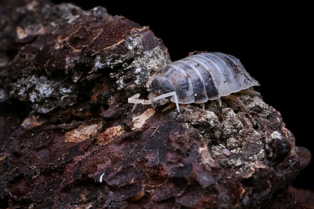 7&ordm; International Trilobite Meeting de la Universidad Complutense en San Emiliano