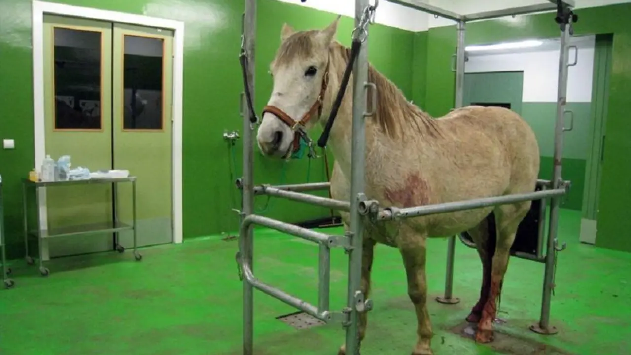 Foto archivo - Hospital Veterinario de la ULE
