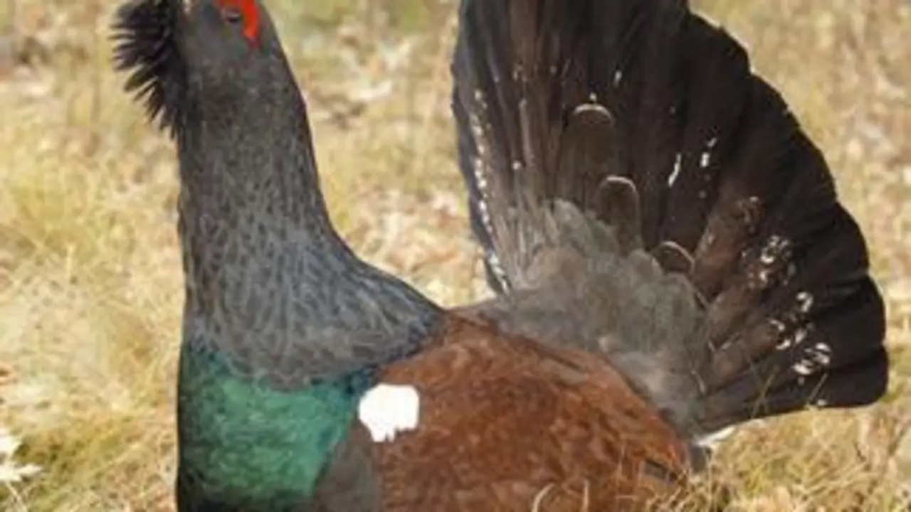 Urogallo cant&aacute;brico
