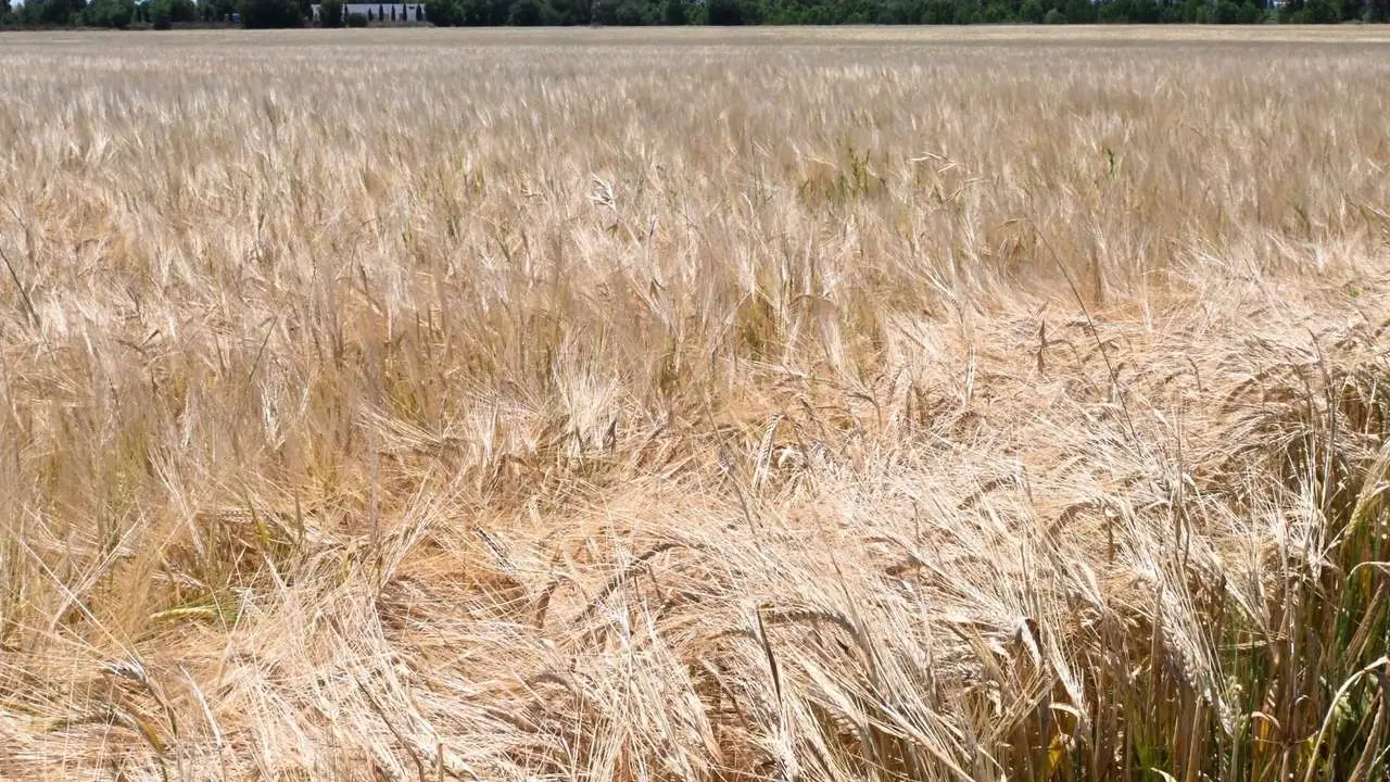 Campo de trigo.