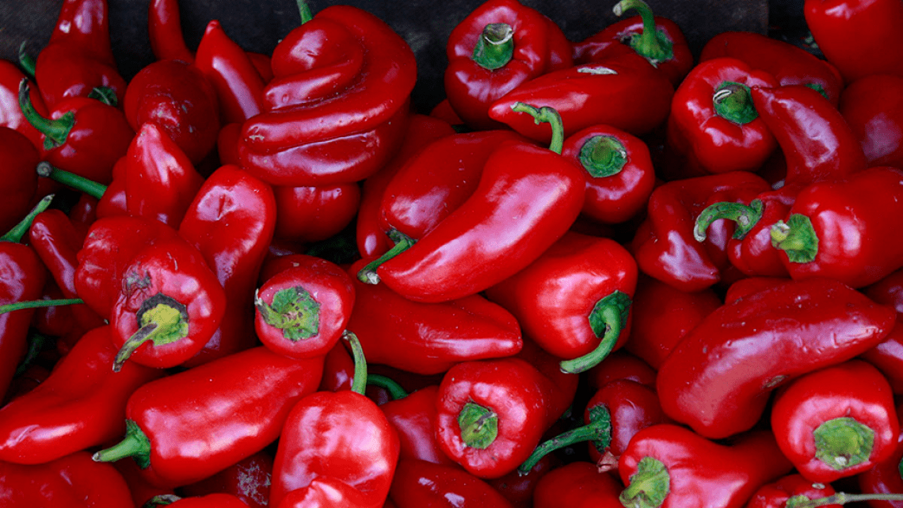 Pimientos de la Indicaci&oacute;n Geogr&aacute;fica Protegida (IGP) &lsquo;Pimiento Asado del Bierzo&rsquo;.