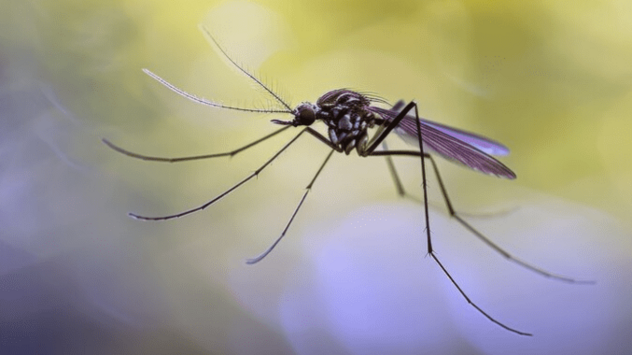Mosquito tigre generado con IA