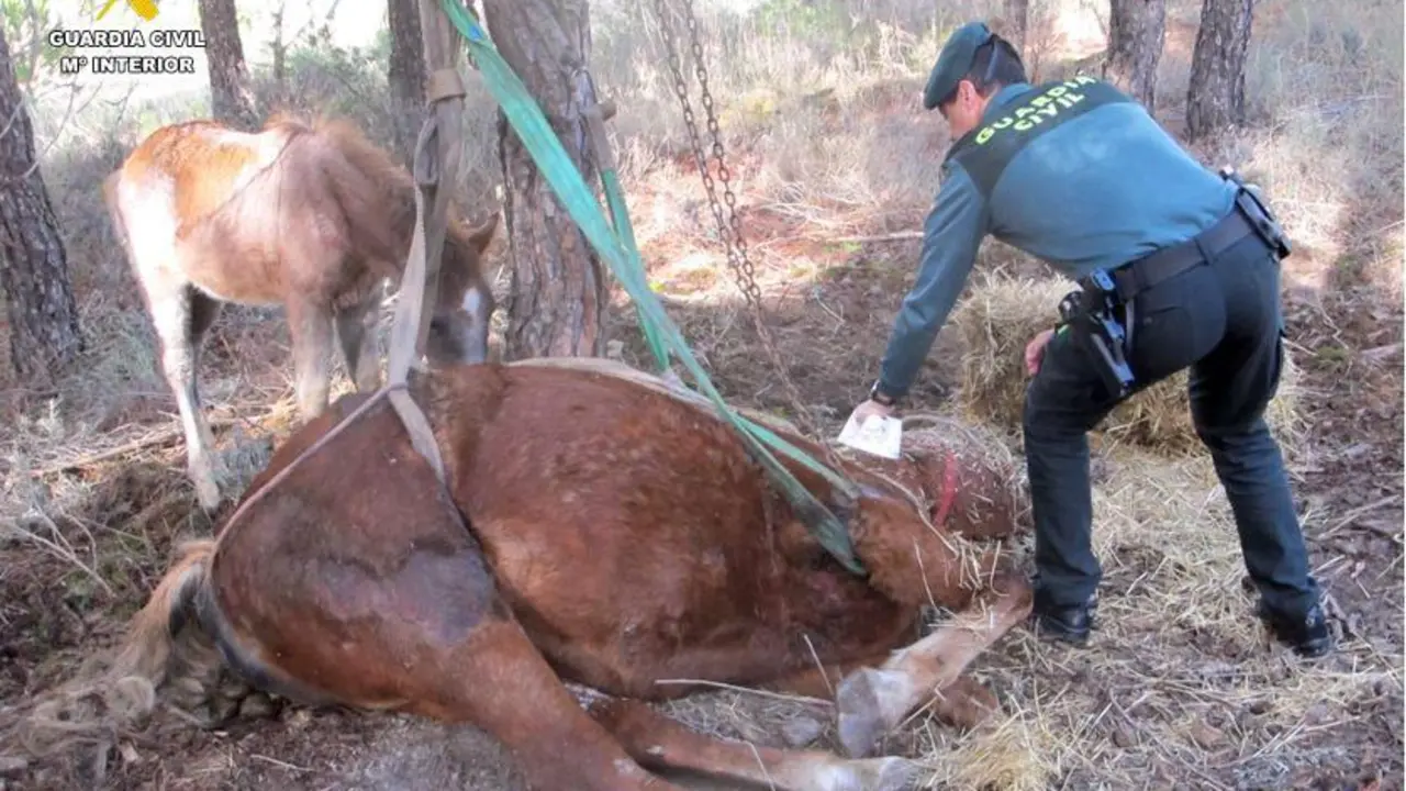 Investigado por el abandono de una yegua, con el resultado de la muerte del animal, en la localidad de Tudela de Duero (Valladolid)