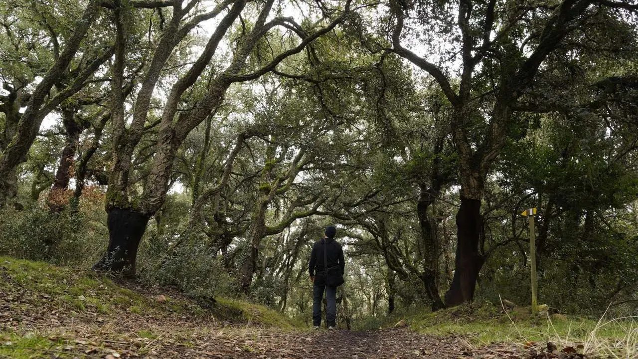 C&eacute;sar S&aacute;nchez. ICAL. El zofreral de Cobrana (Le&oacute;n), premiado como 'Bosque del a&ntilde;o 2025', por la ONG Bosque sin Fronteras