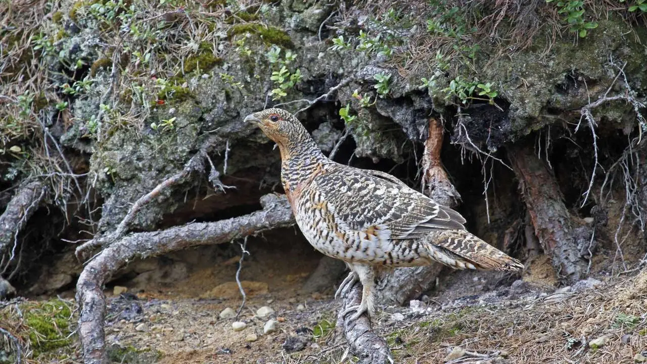 ICAL. La conservaci&oacute;n del urogallo cant&aacute;brico