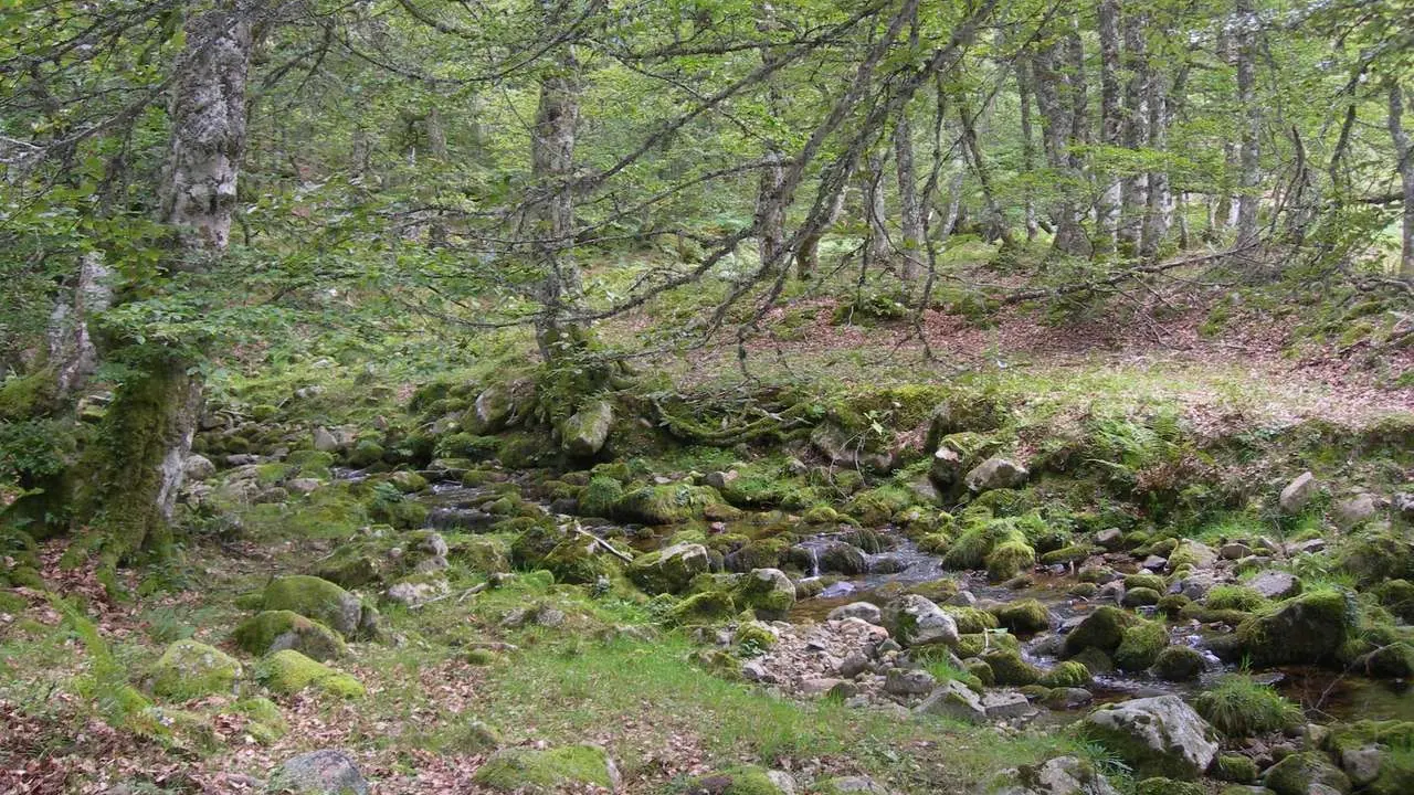 Hayedo de Cuesta Fr&iacute;a. / TURISMOCASTILLAYLEON