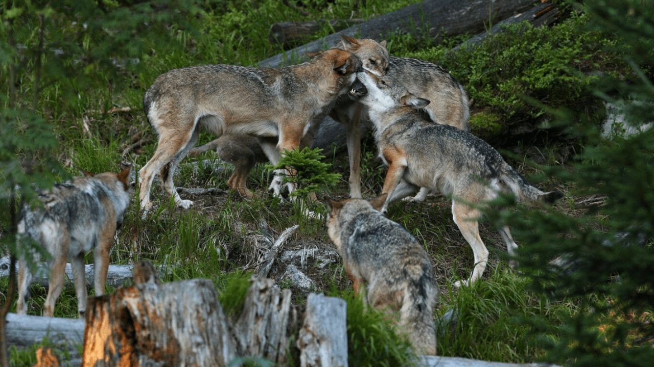 En Espa&ntilde;a existen nueve comunidades aut&oacute;nomas que alojan poblaciones de lobos.