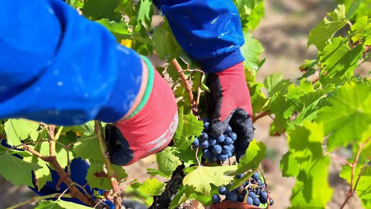 Vi&ntilde;as de uva menc&iacute;a en El Bierzo.
