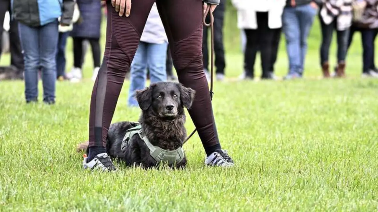 Perro carea leon&eacute;s