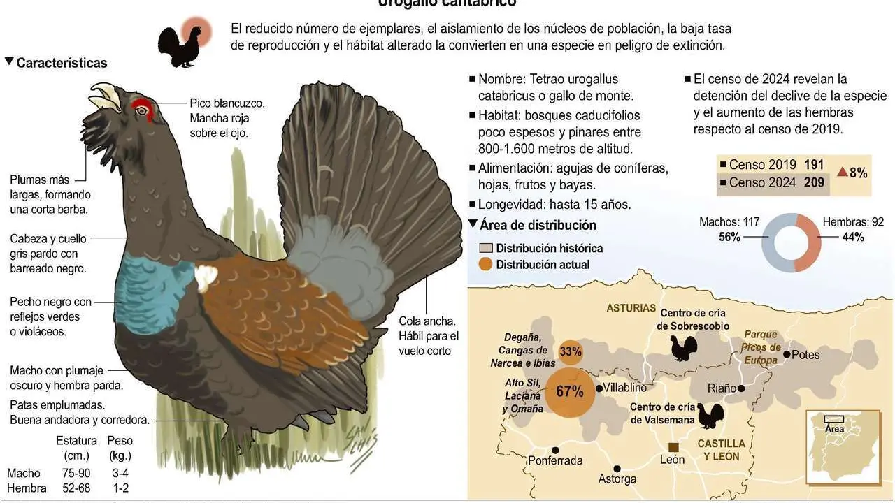 ICAL. Urogallo cant&aacute;brico 