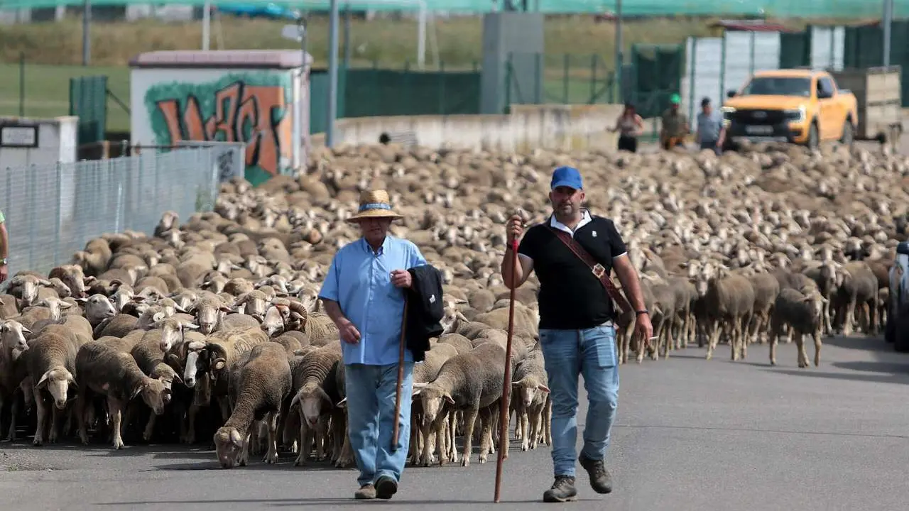 Peio Garc&iacute;a. ICAL. Un reba&ntilde;o de 2.500 ovejas atraviesa Le&oacute;n buscando pastizales al norte de la provincia