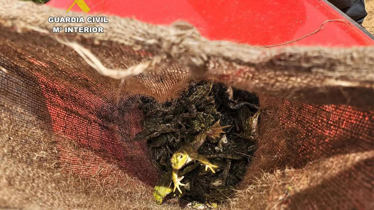 Las ranas decomisadas por la Guardia Civil.