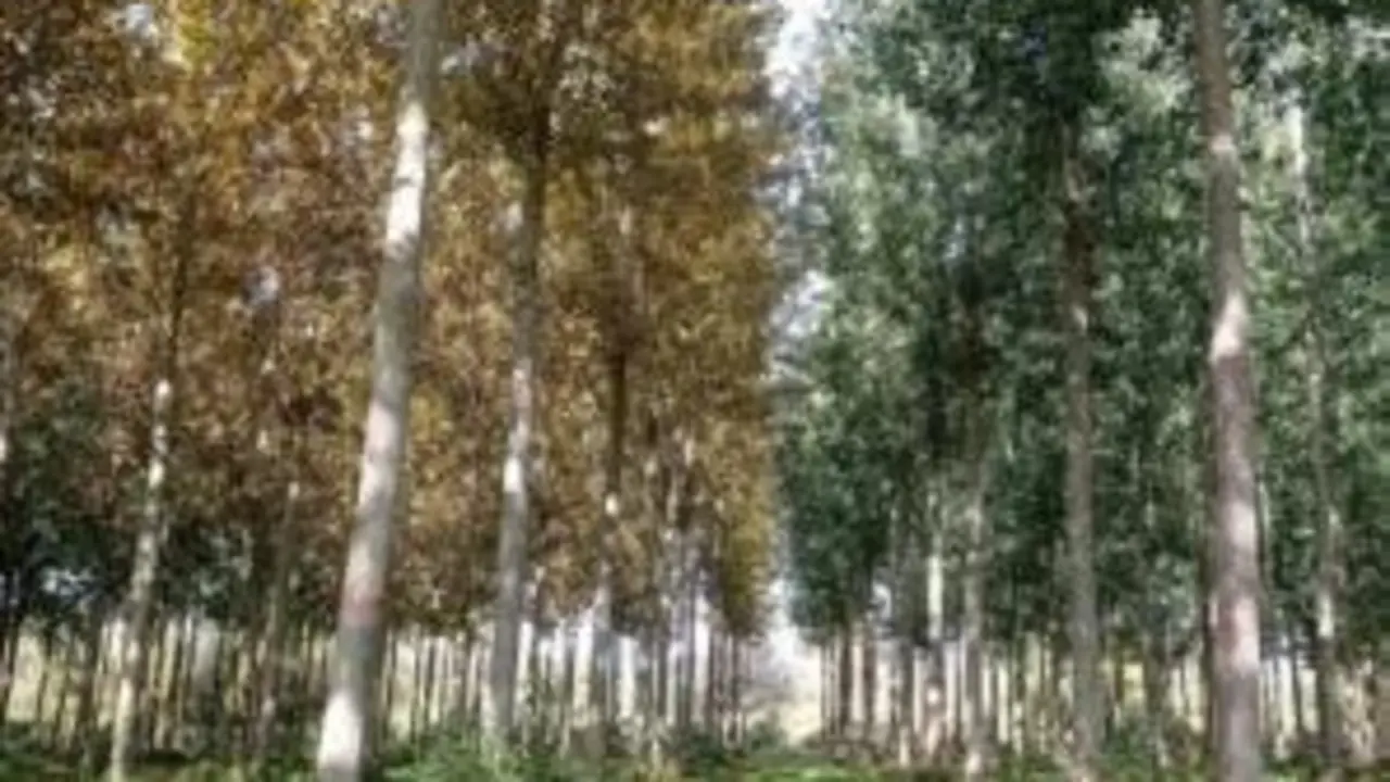 Castilla y Le&oacute;n es la principal regi&oacute;n productora de chopo en Espa&ntilde;a.