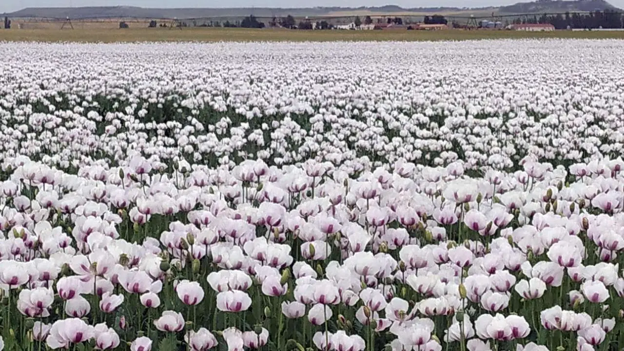 Plantaci&oacute;n de adormidera en Castilla y Le&oacute;n