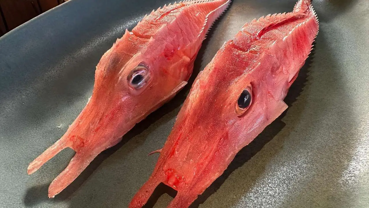 El restaurante La &Uacute;nica ha incluido esta semana en sus fueras de carta el 'malarmao', un pescado curios&iacute;simo que han tra&iacute;do del Puerto de Santa Mar&iacute;a, en C&aacute;diz. | SM