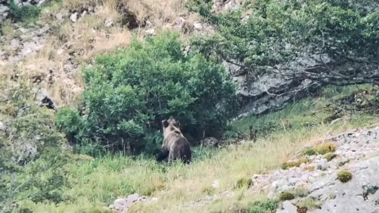 Oso cant&aacute;brico avistado este viernes en la monta&ntilde;a leonesa. | JAGA