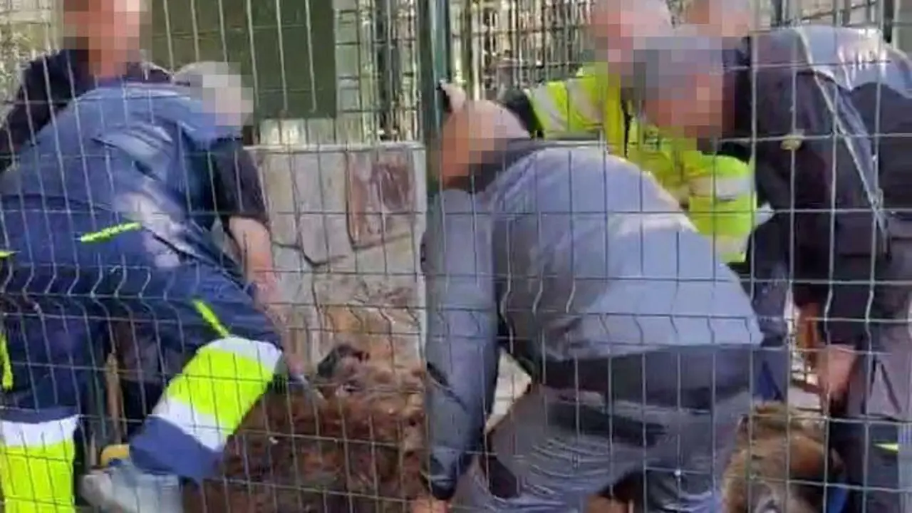 Traslado de los osos Ponderoso y Luna, que habitan desde hace 33 a&ntilde;os en el Coto Escolar de Le&oacute;n, al santuario Gnadenhof f&uuml;r B&auml;ren de M&uacute;nich
