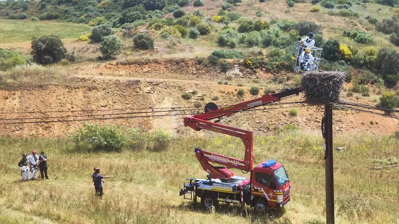 Investigan la muerte de varias cig&uuml;e&ntilde;as blancas tiroteadas en sus nidos en Sope&ntilde;a de Carneros, en Le&oacute;n. | ICAL