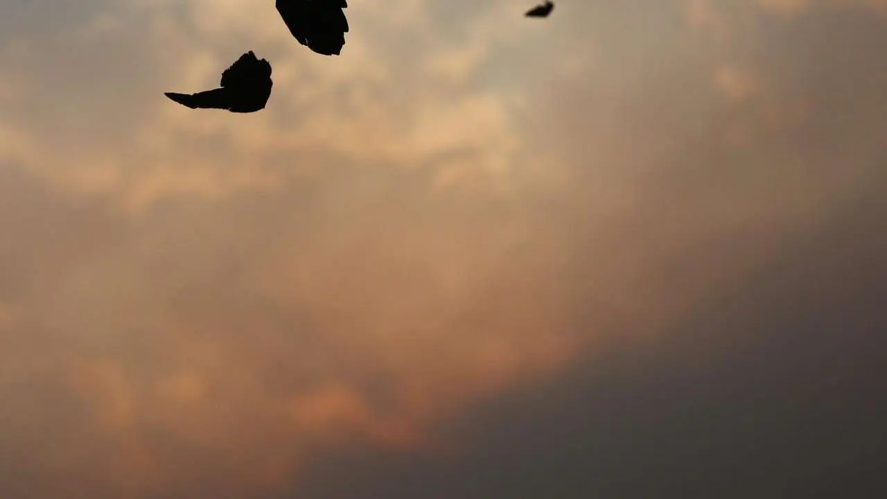 Lluvia de ceniza en Ponferrada de los diferentes incendios activos en la comarca del Bierzo. | ICAL