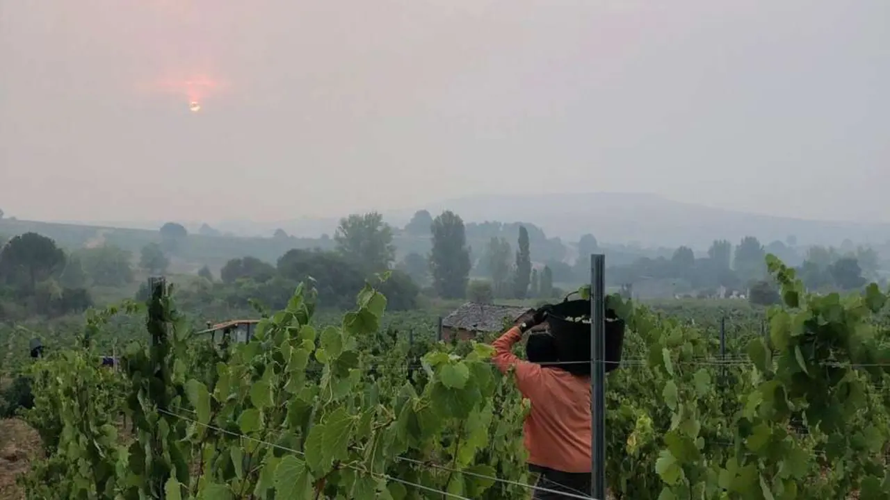 Comienzo de la vendimia en la Bodega Luzdivina Amigo, en Parandones (Le&oacute;n)
