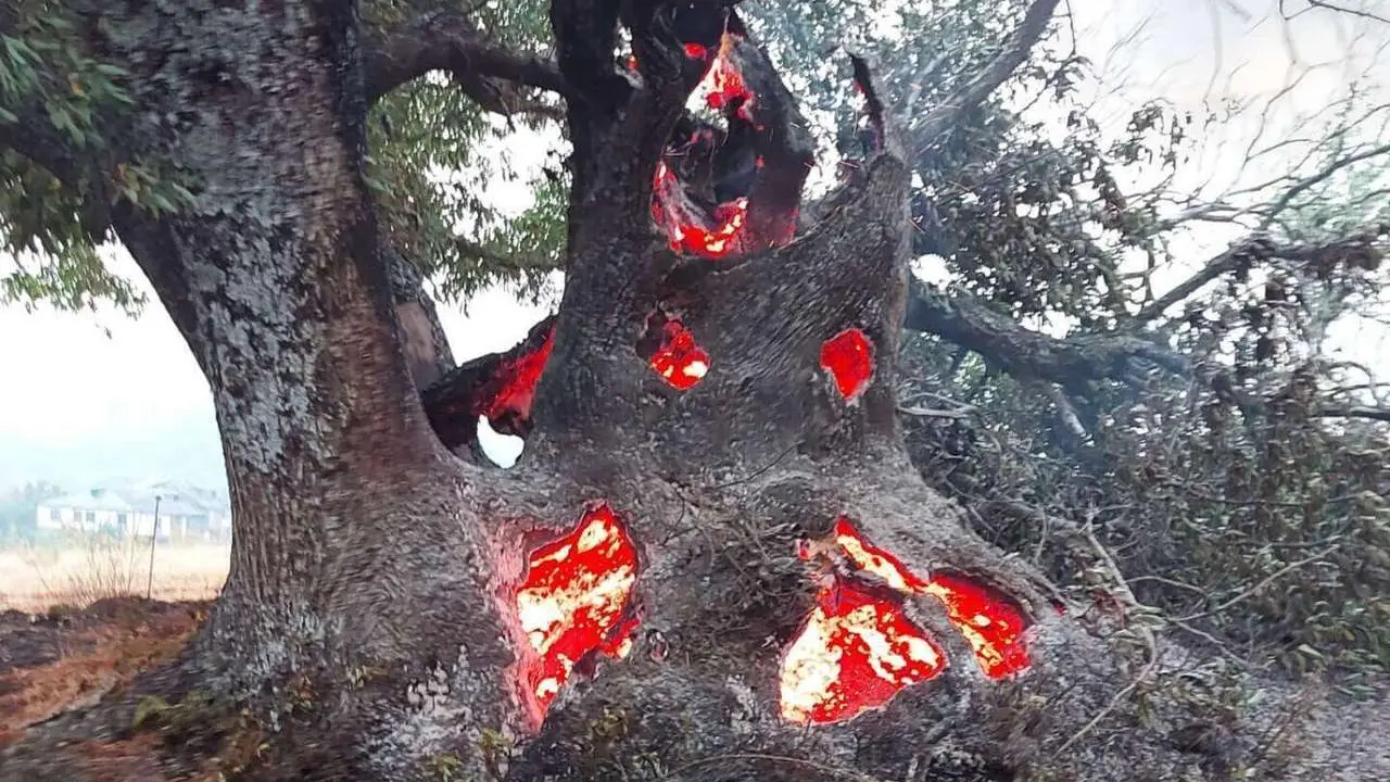 Casta&ntilde;o centenario en llamas, el pasado verano en Paradi&ntilde;a, en Villafranca del Bierzo. | S. CASTELAO