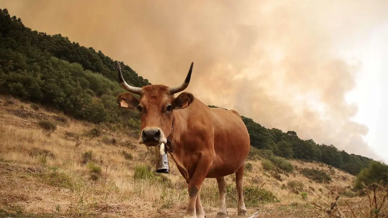 Foto de Archivo: Peio Garc&iacute;a. ICAL. El incendio de Fasgar.