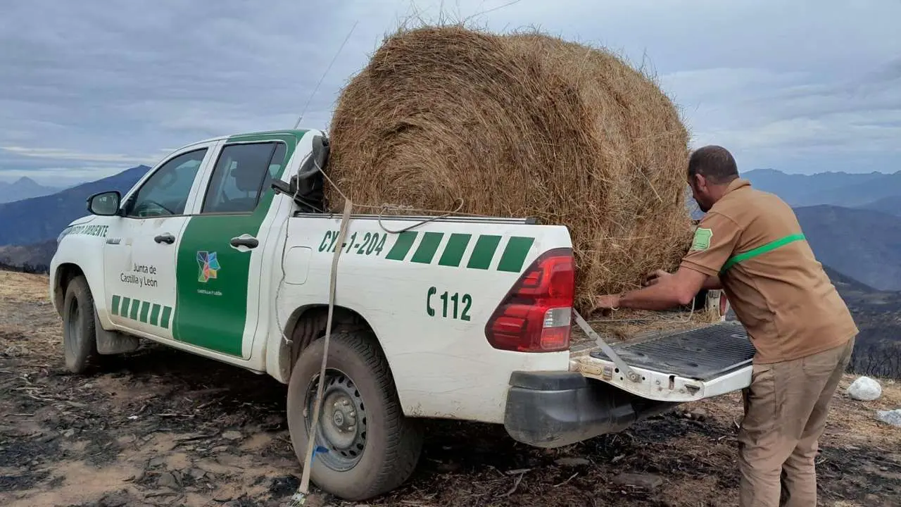 Celadores de Medio Ambiente de la Reserva Regional de Caza de Ria&ntilde;o (Le&oacute;n) depositan alimento para la fauna silvestre en terrenos incendiados